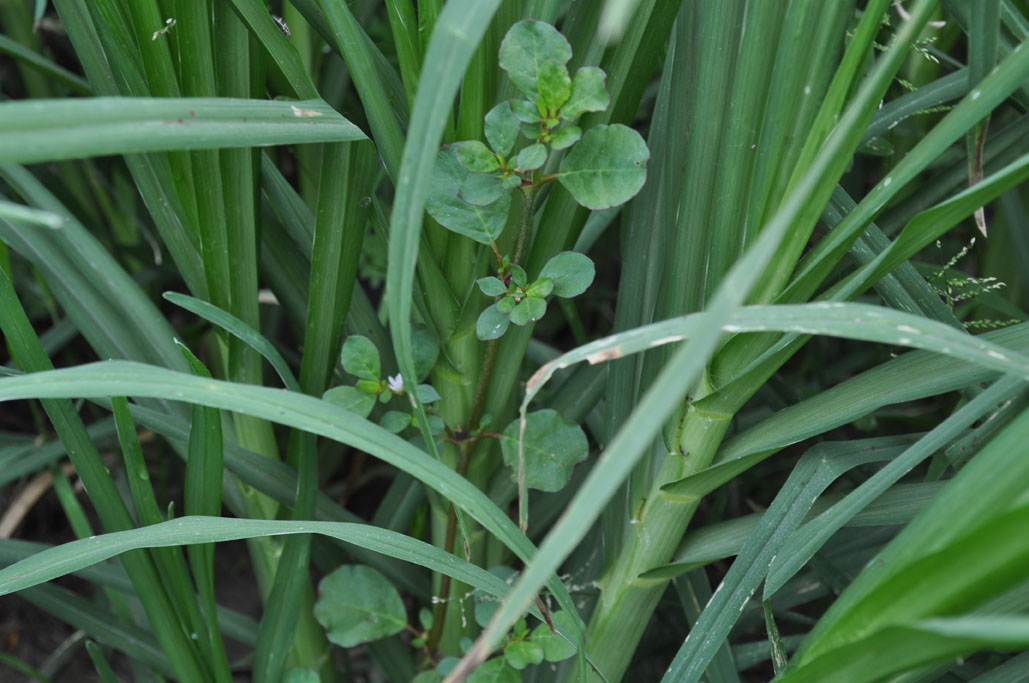 Trianthema portulacastrum